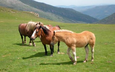 Precios y campaña de trabajo temporada 2018