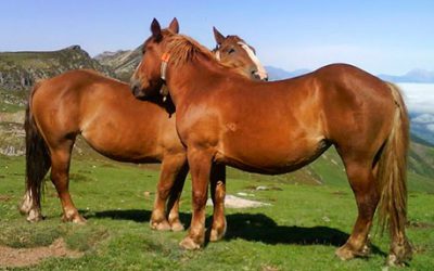 Concurso Morfológico 2016