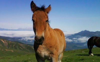 Jornada de puertas abiertas en el Centro Militar de Mazcuerras