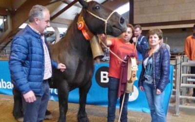 VI Concurso de Ganado Equino de la Montaña Asturiana