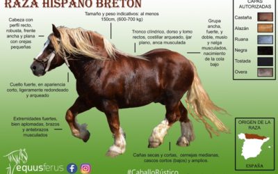 «ZOR» SEMENTAL HISPANO BRETÓN IMAGEN DE EQUUS FERUS